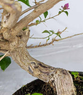 Bonsai Bougainvillea Glabra a S di 10 Anni