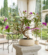 Bonsai Bougainvillea Glabra a S di 10 Anni