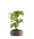 Bonsai di Gardenia 8 anni
