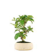 Bonsai di Gardenia 8 anni
