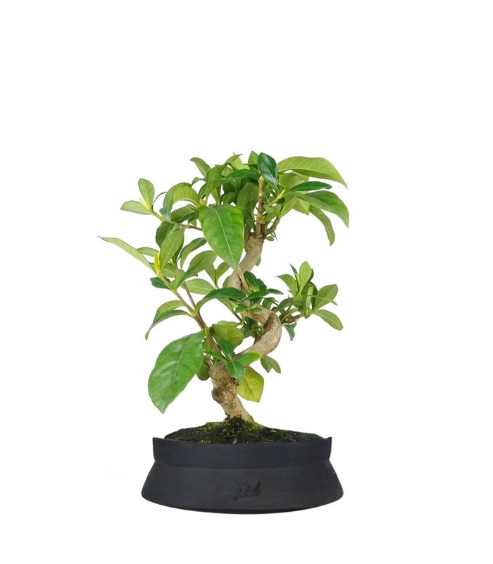 Bonsai di Gardenia 8 anni