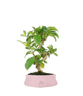 Bonsai di Gardenia 8 anni
