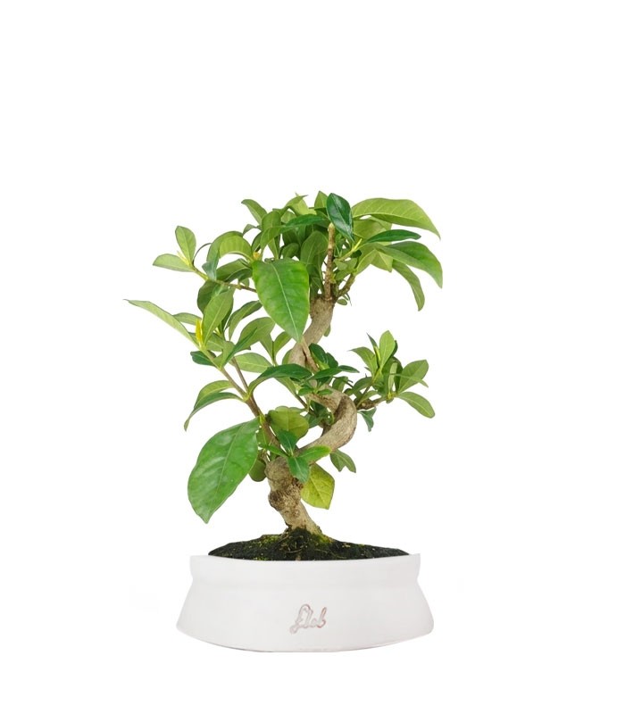 Bonsai di Gardenia 8 anni