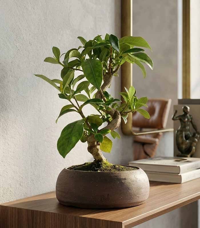 Bonsai di Gardenia 8 anni