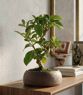 Bonsai di Gardenia 8 anni