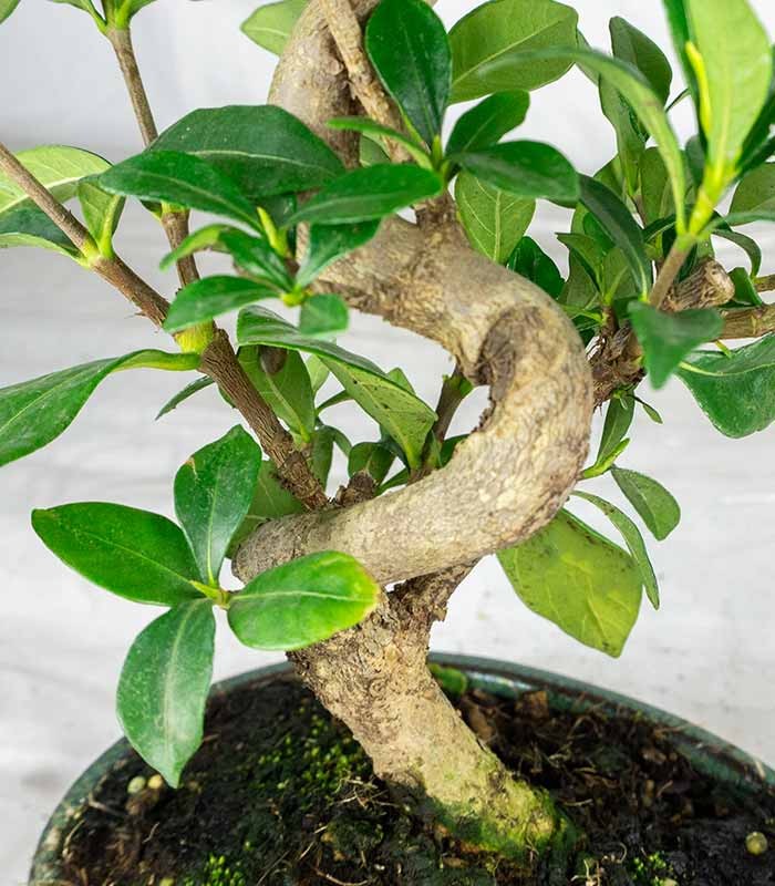 Bonsai di Gardenia 8 anni