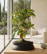Bonsai di Gardenia 8 anni