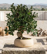Quercia sughera bonsai di 12 anni | Esemplare unico