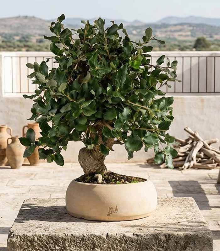 Quercia sughera bonsai di 12 anni | Esemplare unico