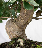 Quercia sughera bonsai di 12 anni | Esemplare unico