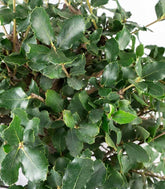 Quercia sughera bonsai di 12 anni | Esemplare unico