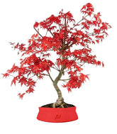 Acero Palmato deshojo