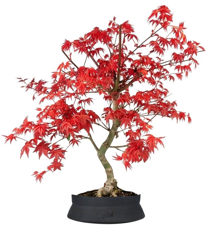 Acero Palmato deshojo