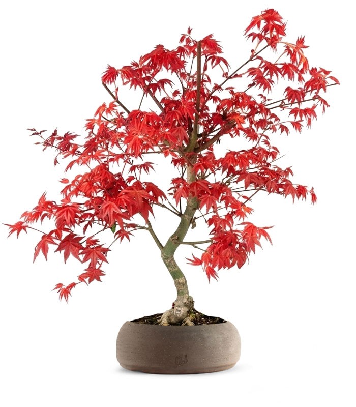 Acero Palmato deshojo