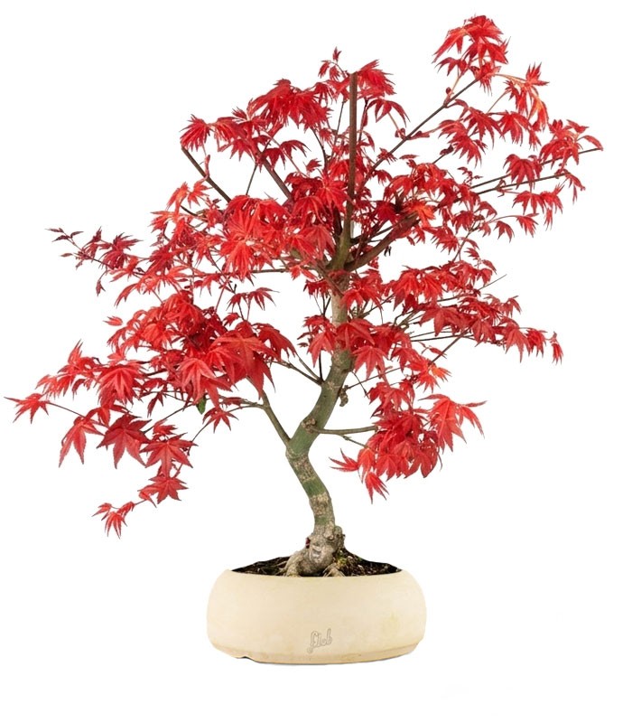 Acero Palmato deshojo
