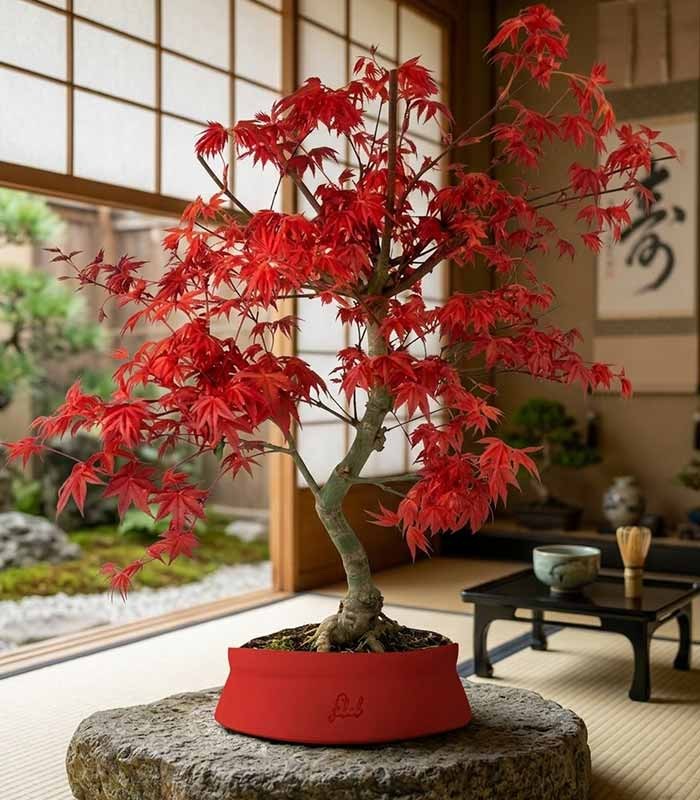 Acero Palmato deshojo