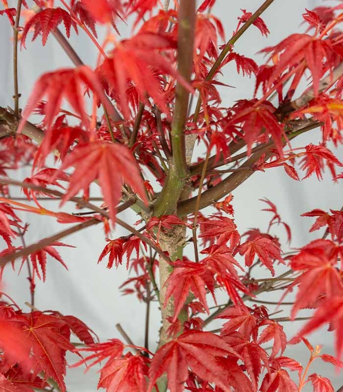 Acero Palmato deshojo
