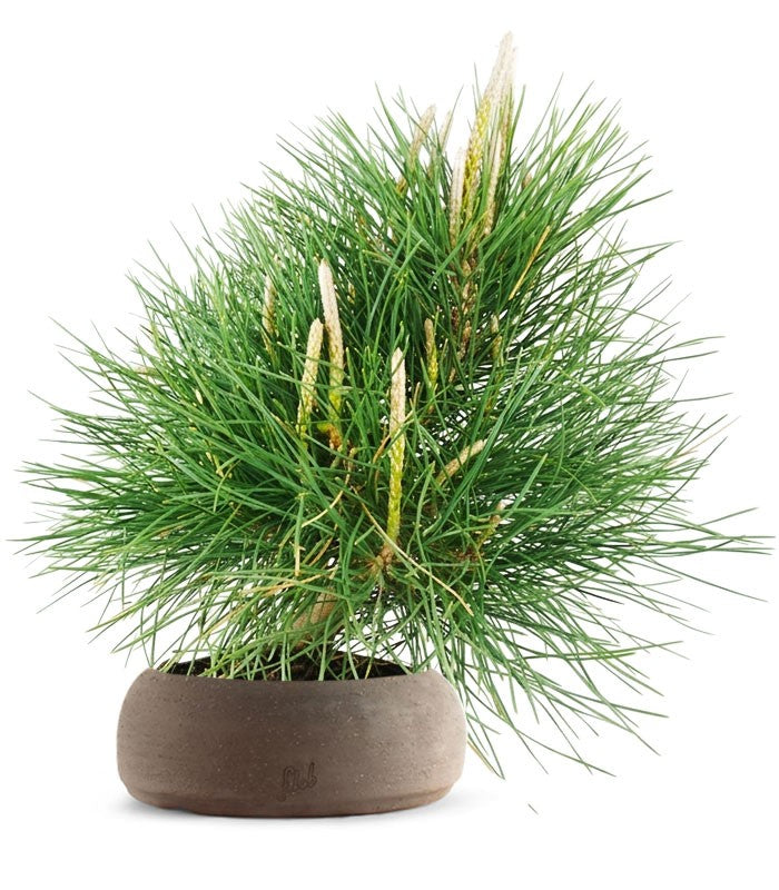 Pinus Thumbergii