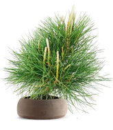 Pinus Thumbergii