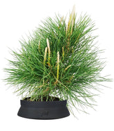 Pinus Thumbergii