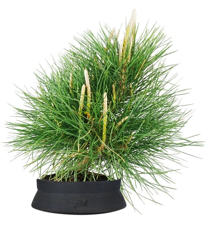 Pinus Thumbergii