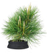 Pinus Thumbergii