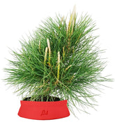 Pinus Thumbergii