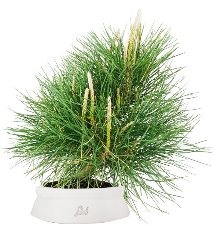 Pinus Thumbergii