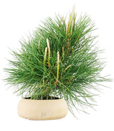 Pinus Thumbergii
