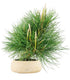 Pinus Thumbergii