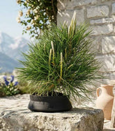 Pinus Thumbergii