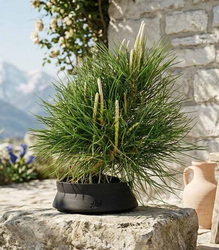 Pinus Thumbergii