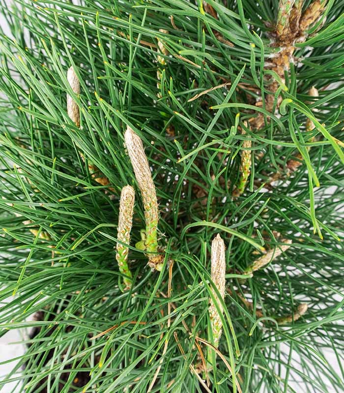 Pinus Thumbergii