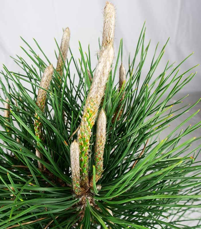 Pinus Thumbergii
