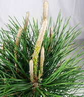 Pinus Thumbergii