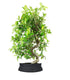 Bonsai Pyracantha coccinea - Esemplare di 14 anni