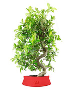 Bonsai Pyracantha coccinea - Esemplare di 14 anni