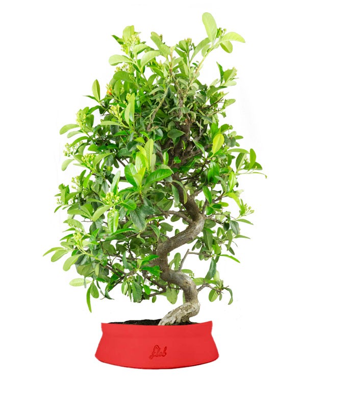 Bonsai Pyracantha coccinea - Esemplare di 14 anni