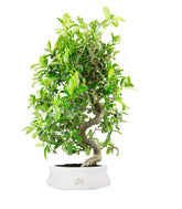 Bonsai Pyracantha coccinea - Esemplare di 14 anni