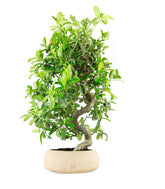 Bonsai Pyracantha coccinea - Esemplare di 14 anni