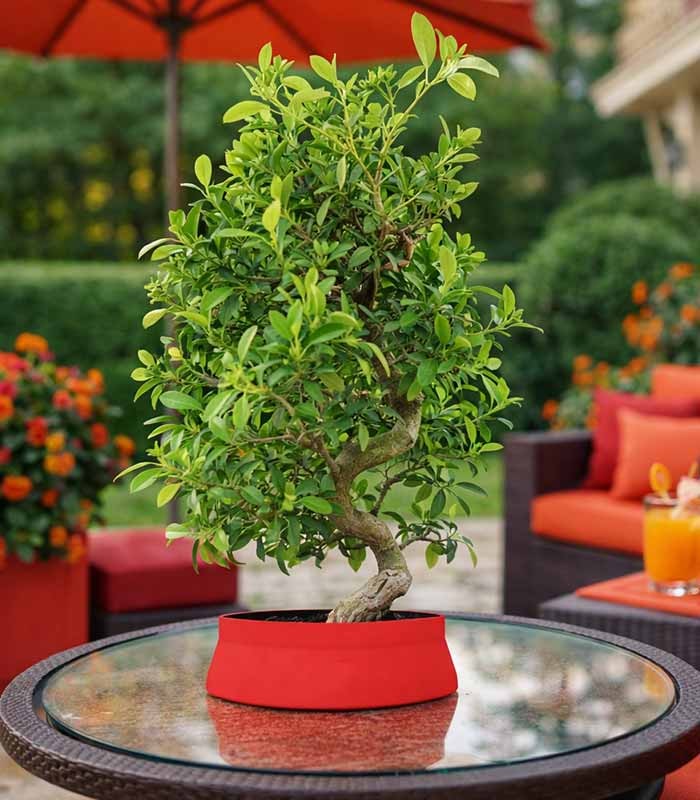 Bonsai Pyracantha coccinea - Esemplare di 14 anni