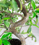 Bonsai Pyracantha coccinea - Esemplare di 14 anni