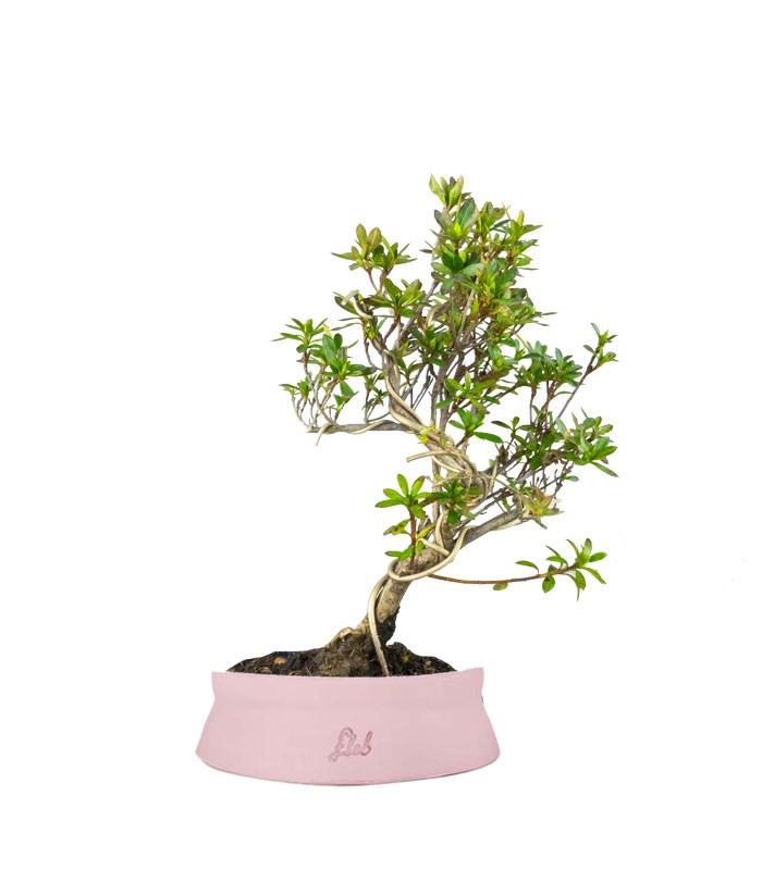 Bonsai Azalea da Fiore (Rhododendron)