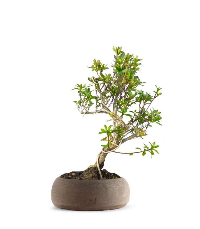 Bonsai Azalea da Fiore (Rhododendron)