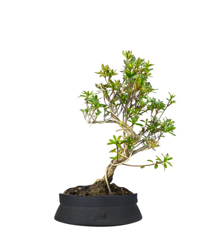 Bonsai Azalea da Fiore (Rhododendron)