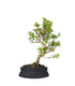 Bonsai Azalea da Fiore (Rhododendron)
