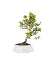 Bonsai Azalea da Fiore (Rhododendron)