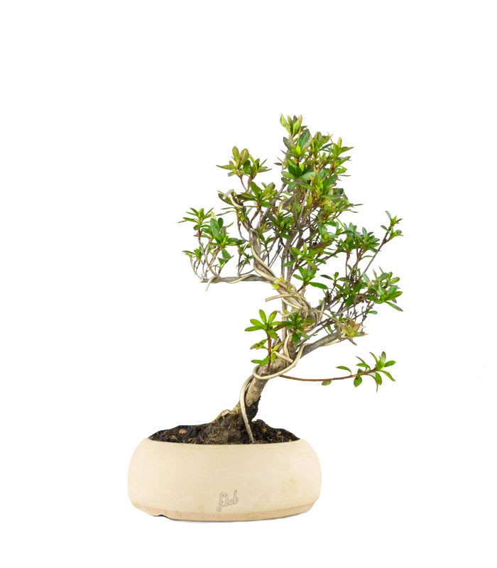 Bonsai Azalea da Fiore (Rhododendron)