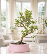 Bonsai Azalea da Fiore (Rhododendron)