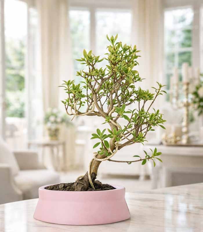 Bonsai Azalea da Fiore (Rhododendron)